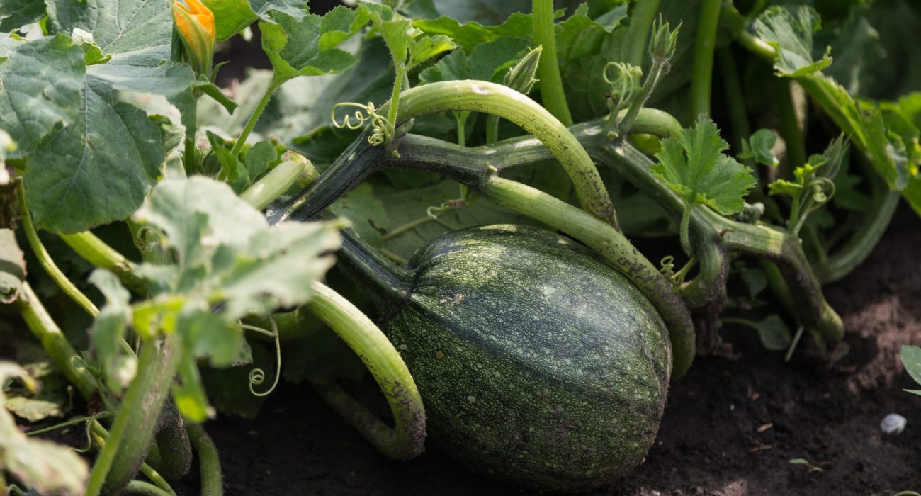 2018_JSO_Nadalj_4500px_NK-23-scaled-1