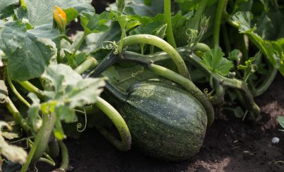 2018_JSO_Nadalj_4500px_NK-23-scaled-1