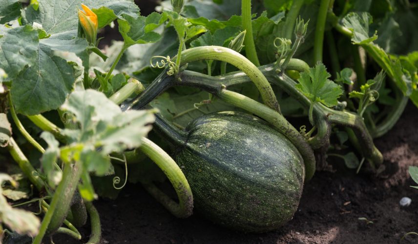 2018_JSO_Nadalj_4500px_NK-23-scaled-1 2018_JSO_Nadalj_4500px_NK-23-scaled-1