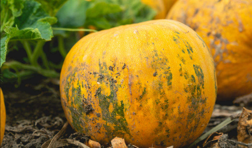 Screenshot_2 Screenshot_2